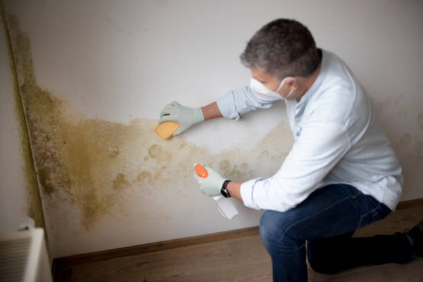Best Comprehensive Air Testing for Mold Contaminants  in Marshall, IL